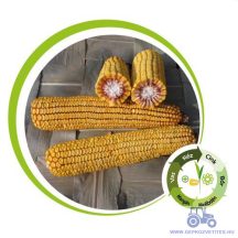   Kiskun 4340 kukorica vetőmag (FAO 350) + mikroelemes csávázás ELFOGYOTT