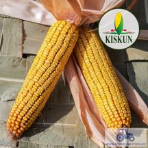 Kiskun 4442 késői érésű kukorica vetőmag (FAO 450)