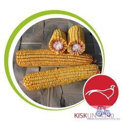 Kiskun 4340 kukorica vetőmag (FAO 350) + fácánriasztó csávázás (Korit 420 FS) ELFOGYOTT