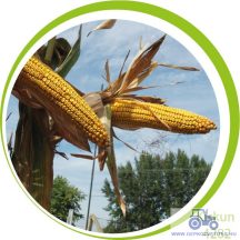 Kiskun 4282 korai kukorica vetőmag (FAO 300)