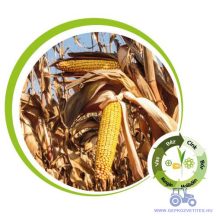   Kiskun 4282 korai kukorica vetőmag (FAO 300) +mikroelemes csávázás