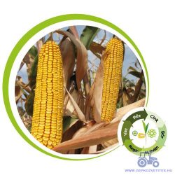 Kiskun 4442 késői érésű kukorica vetőmag (FAO 450) +mikroelemes csávázás