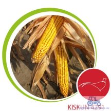   Kiskun 4291 korai kukorica vetőmag (FAO 290) + fácánriasztó csávázás (Korit 420 FS) ELFOGYOTT
