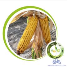   Kiskun 4345 kukorica vetőmag +mikroelemes csávázás (FAO 350)
