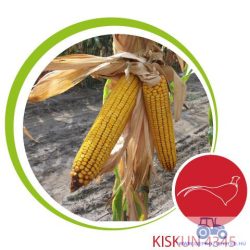 Kiskun 4345 kukorica vetőmag + fácánriasztó csávázás (Korit 420 FS) (FAO 350) ELFOGYOTT