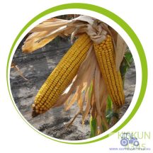 Kiskun 4345 kukorica vetőmag (FAO 350)